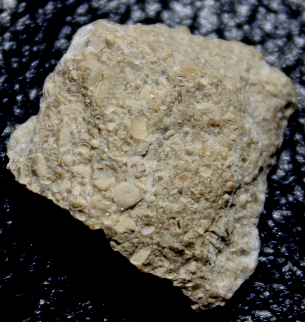 Cambrian Fossil