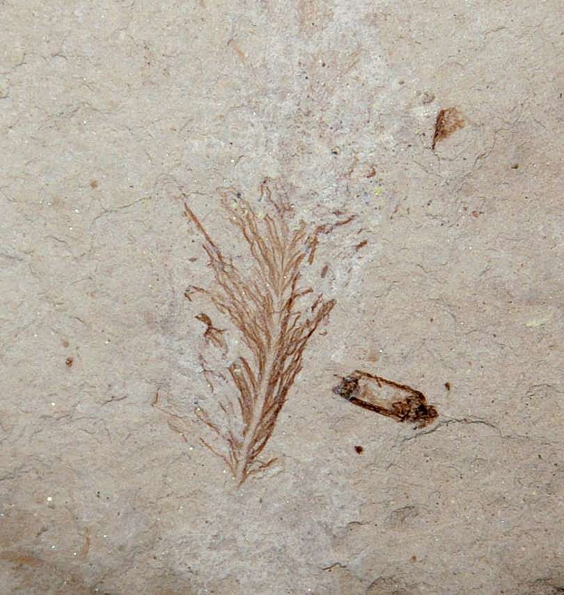 Fossil Bird Feather