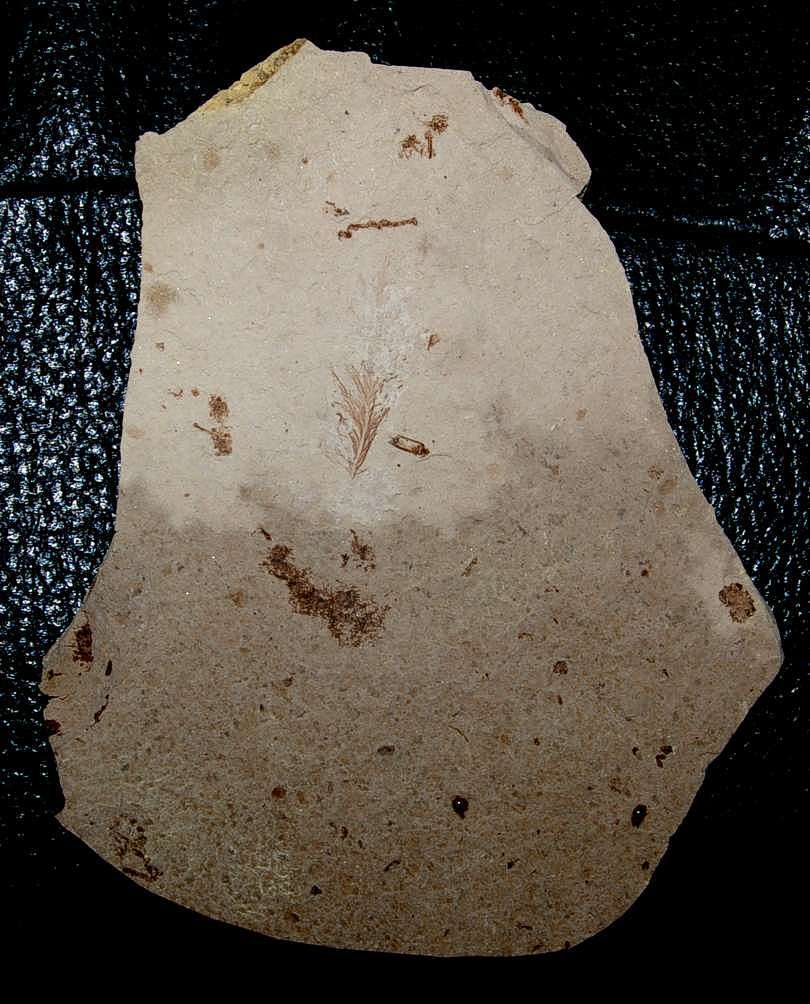Fossil Bird Feather