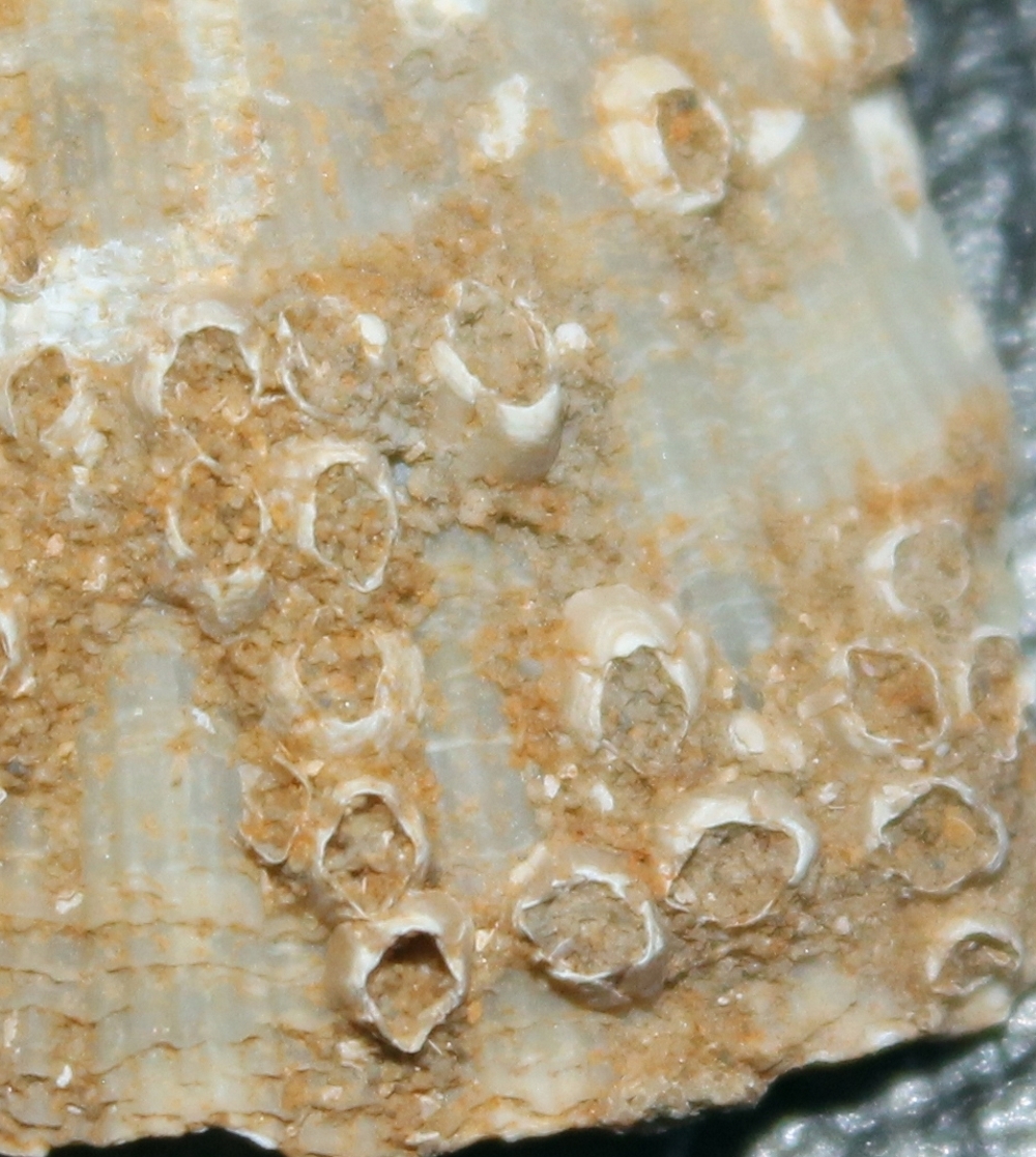 Fossil Barnacle