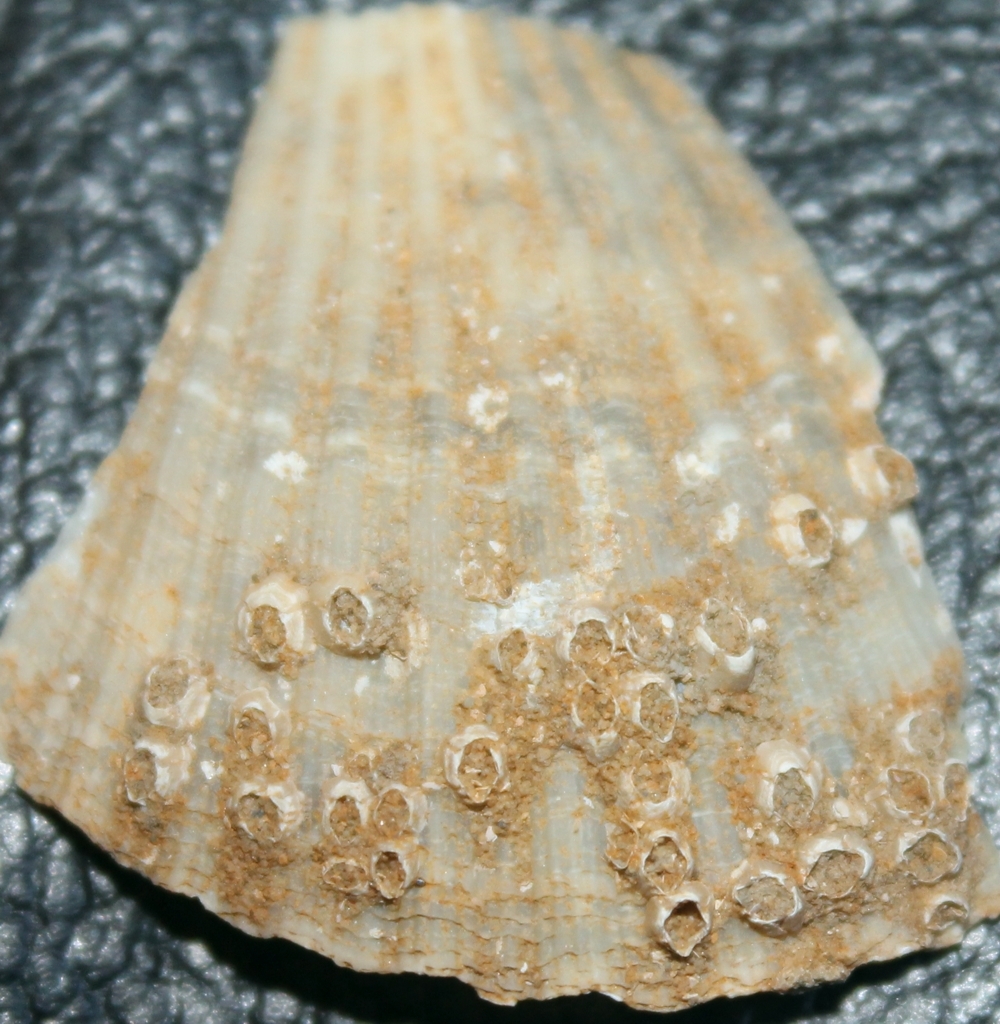 Fossil Barnacle