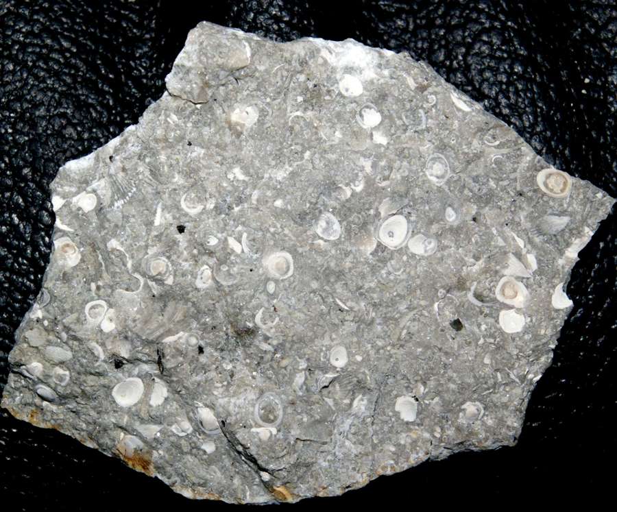 fossils seed shrimps