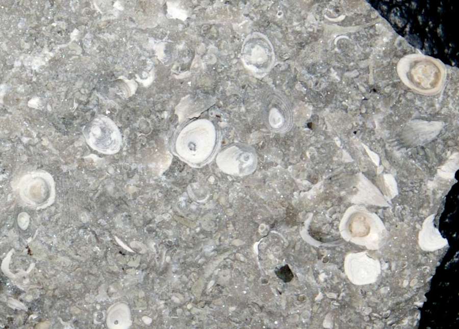 fossils ostracods
