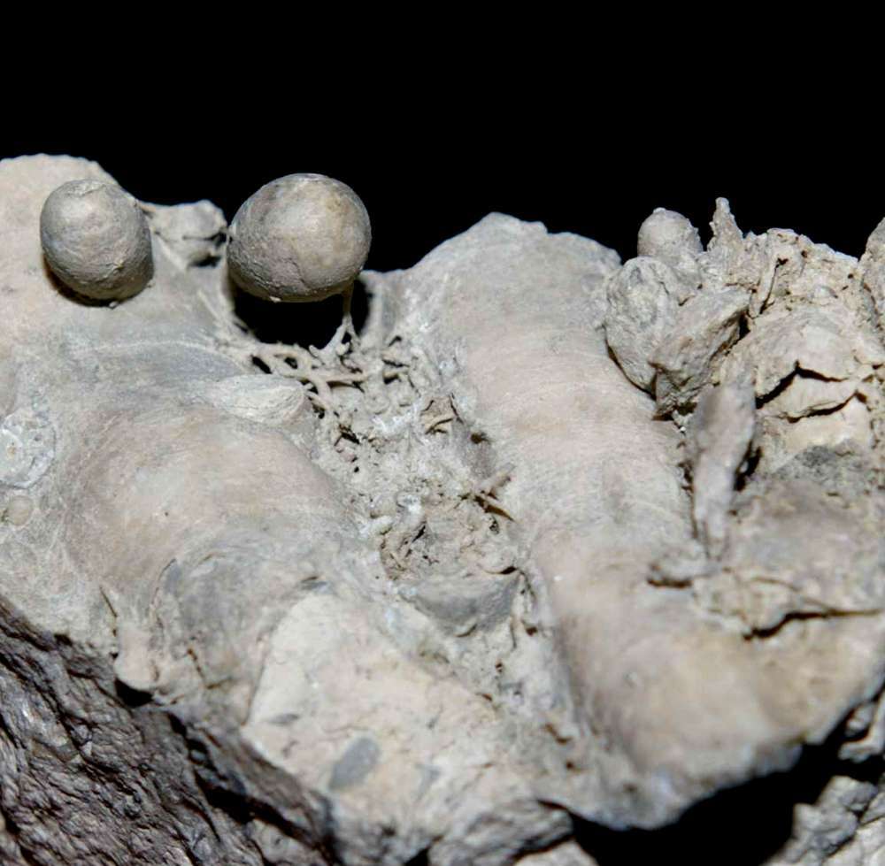 concretions filled with borings polychaetes fossils