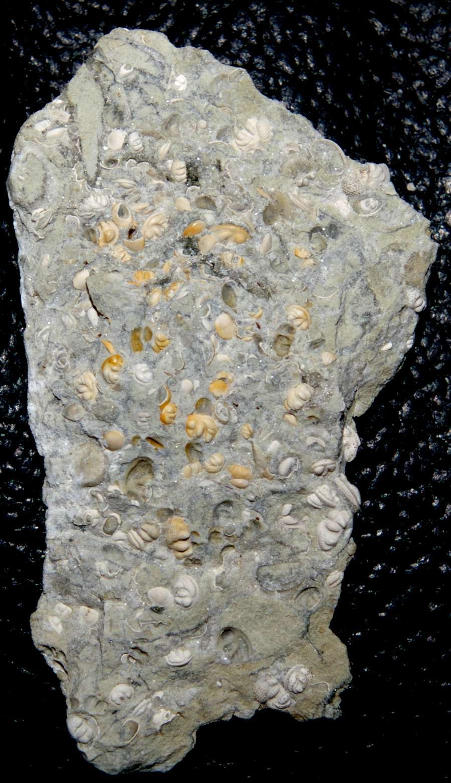 fossils seed shrimps
