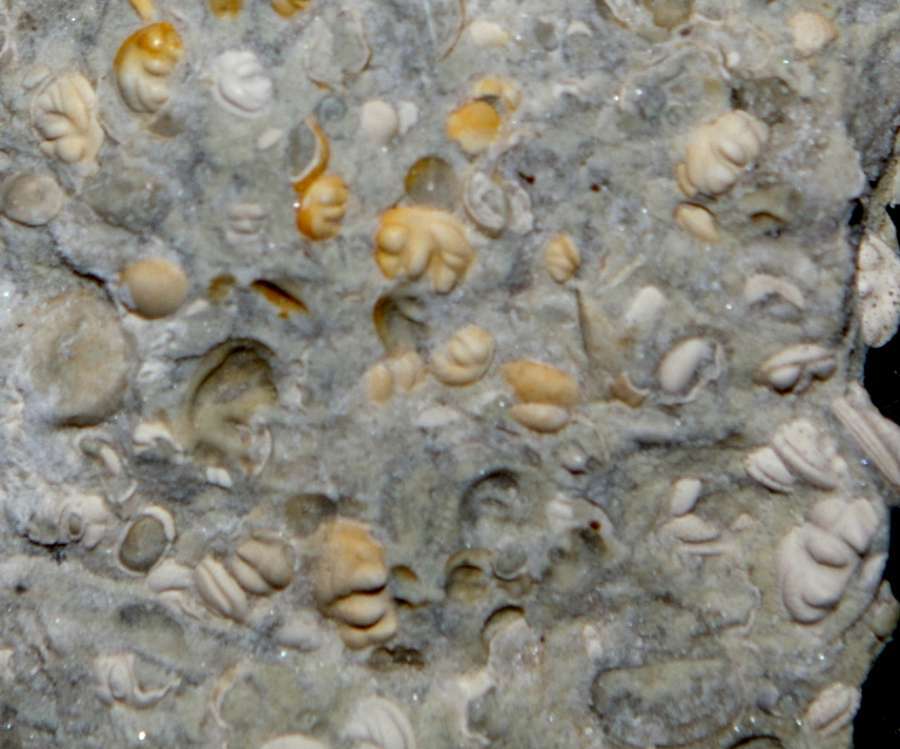 fossils ostracods