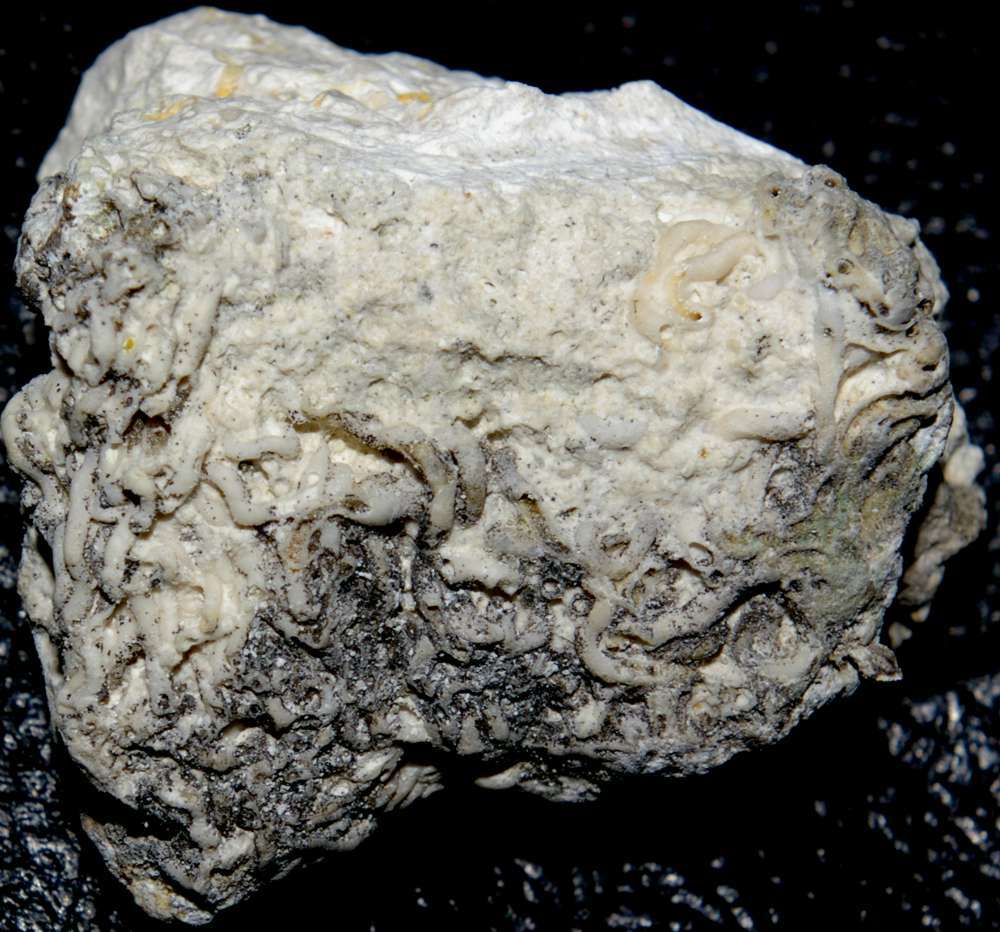 fossil worm