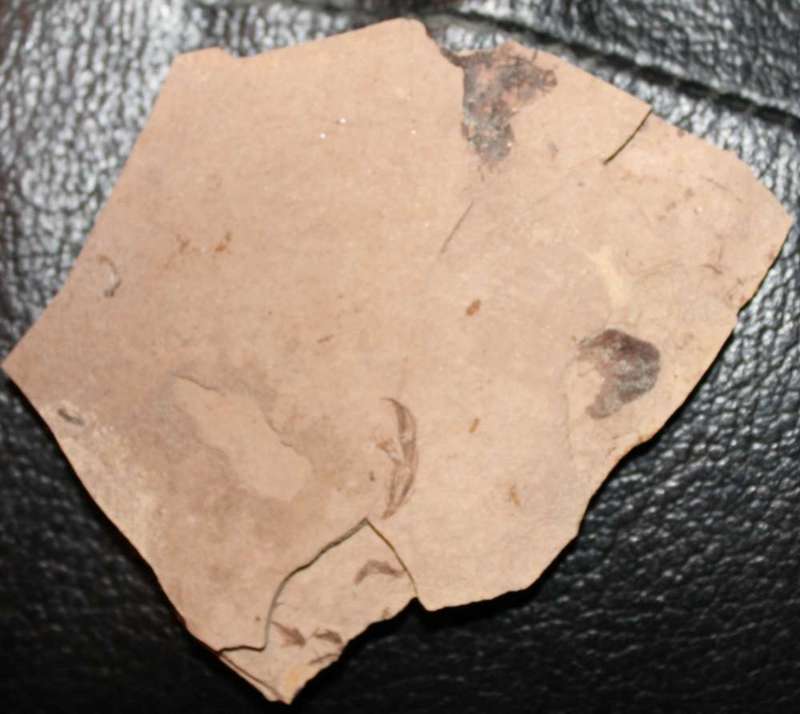 fossils bird feather
