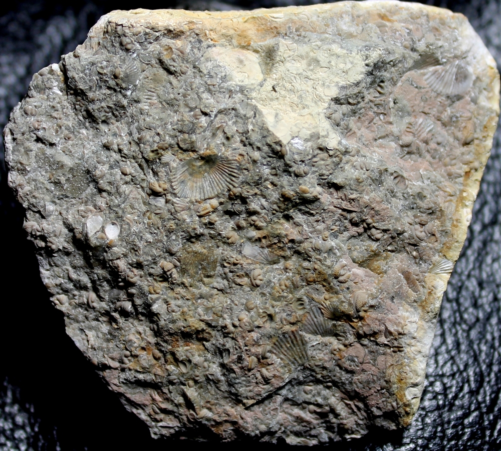 fossils seed shrimps