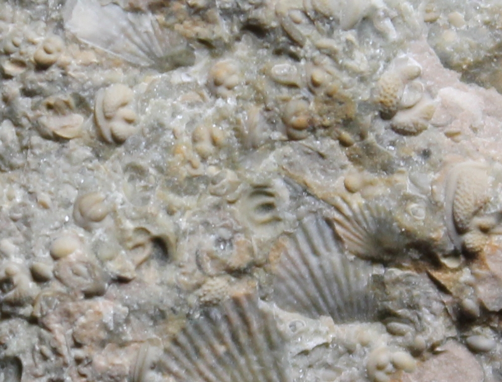 fossils ostracods