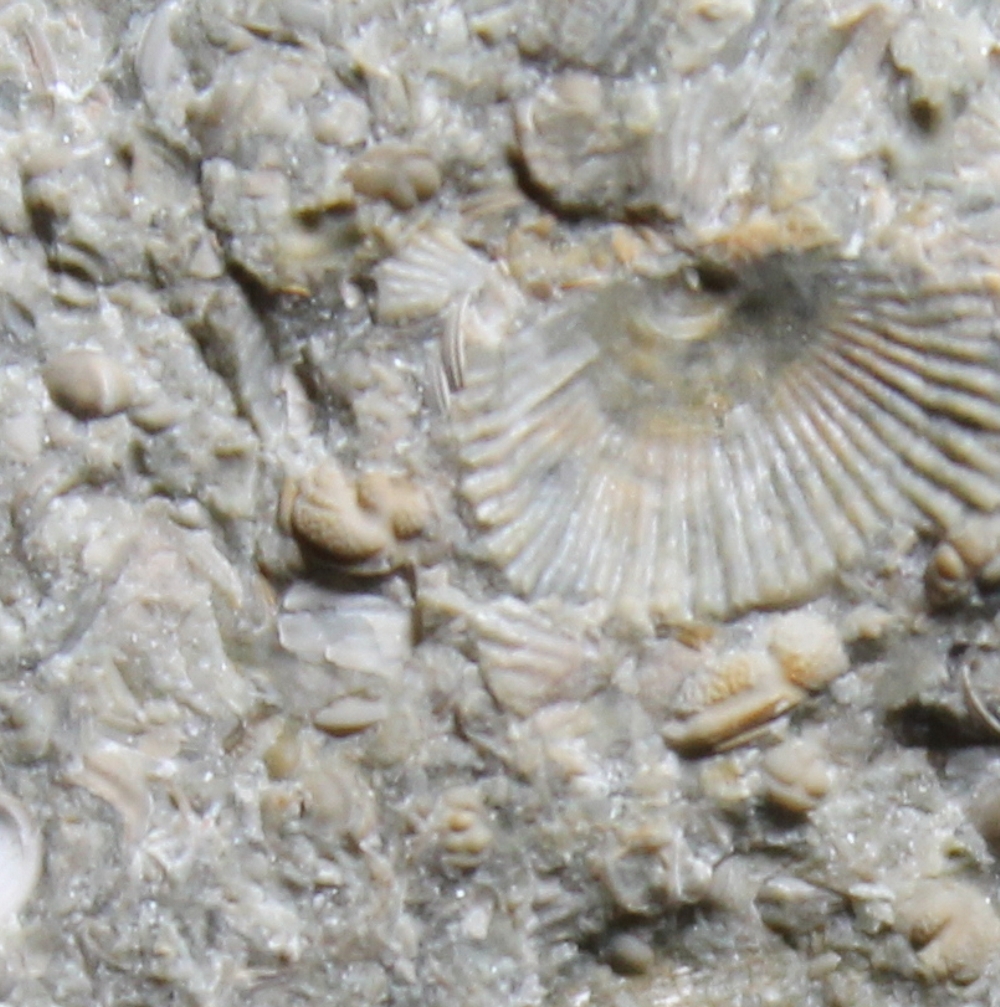 fossils seed shrimps