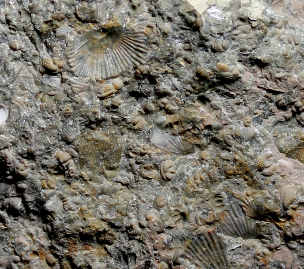 fossils ostracods