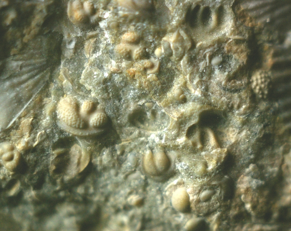 fossils ostracods