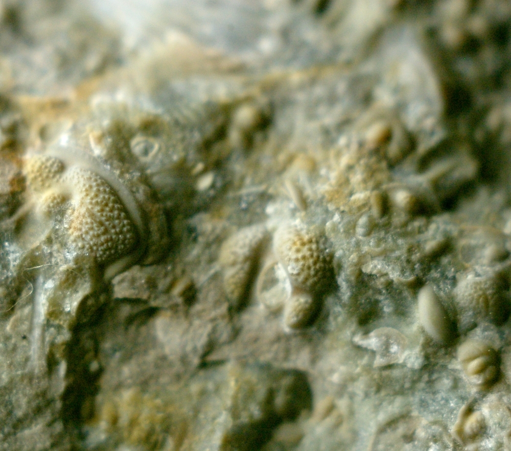 fossils ostracods