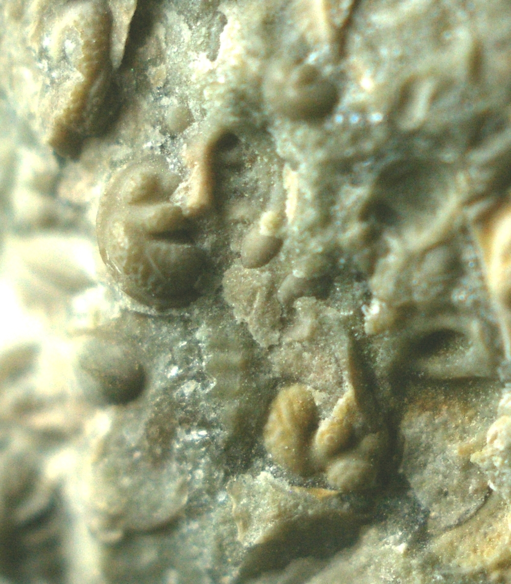 fossils ostracods