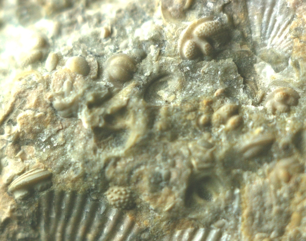fossils ostracods