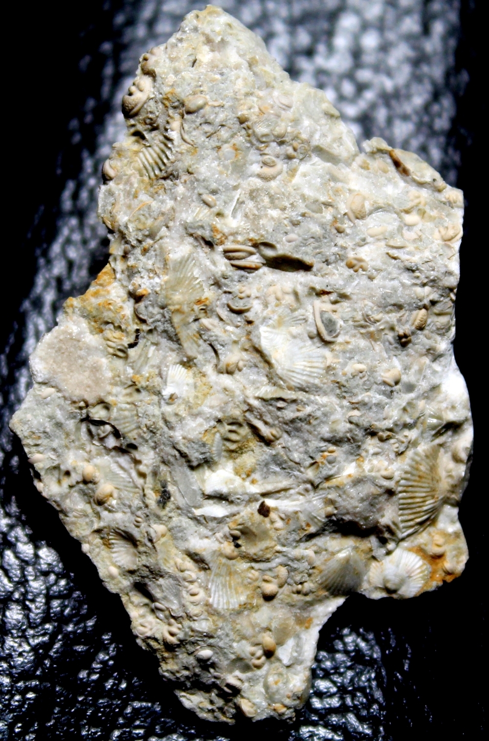 fossils seed shrimps