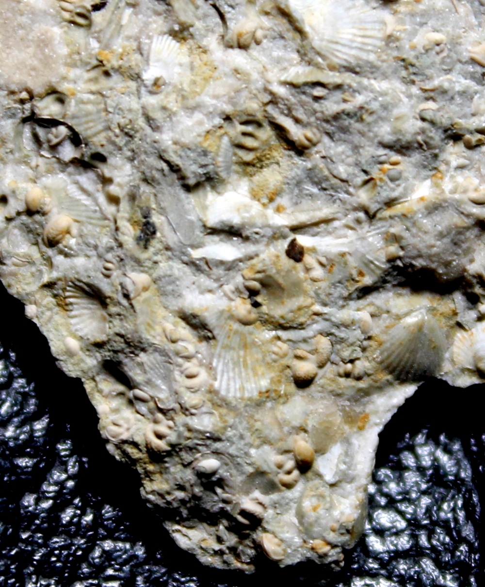 fossils ostracods