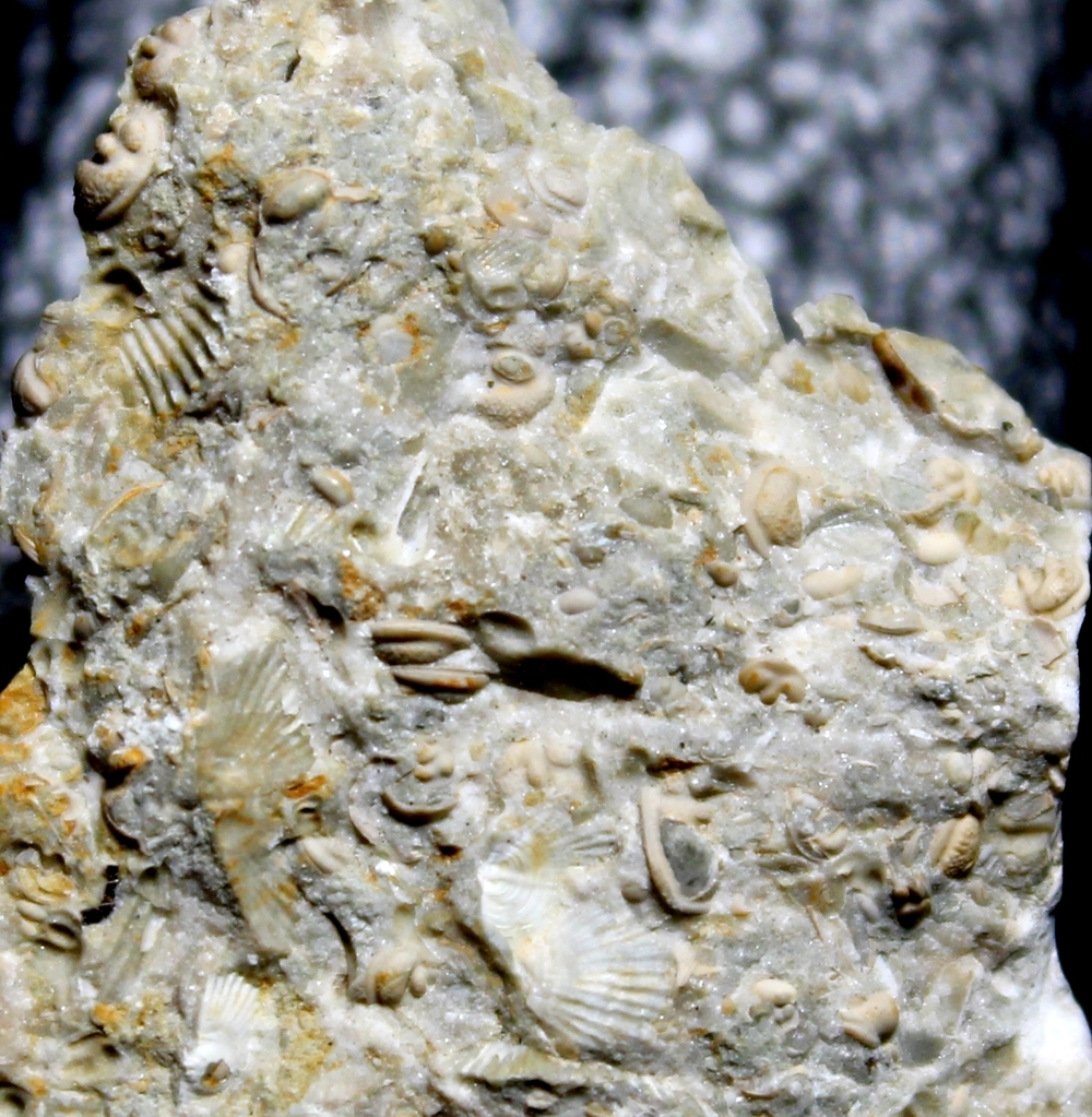 fossils seed shrimps