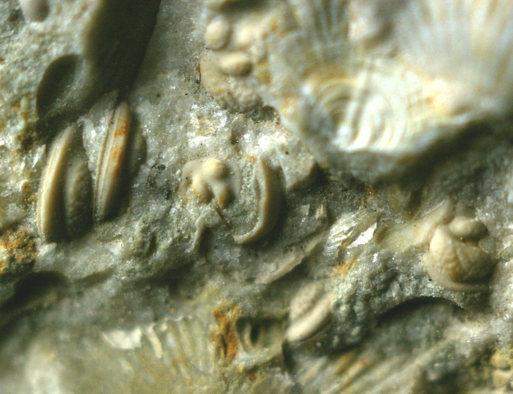 fossils ostracods