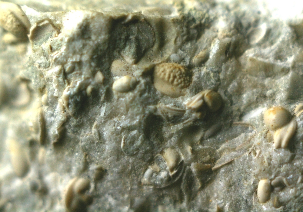 fossils ostracods