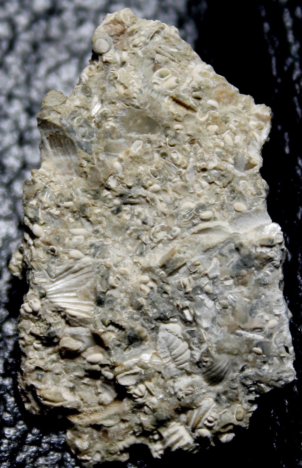 fossils seed shrimps