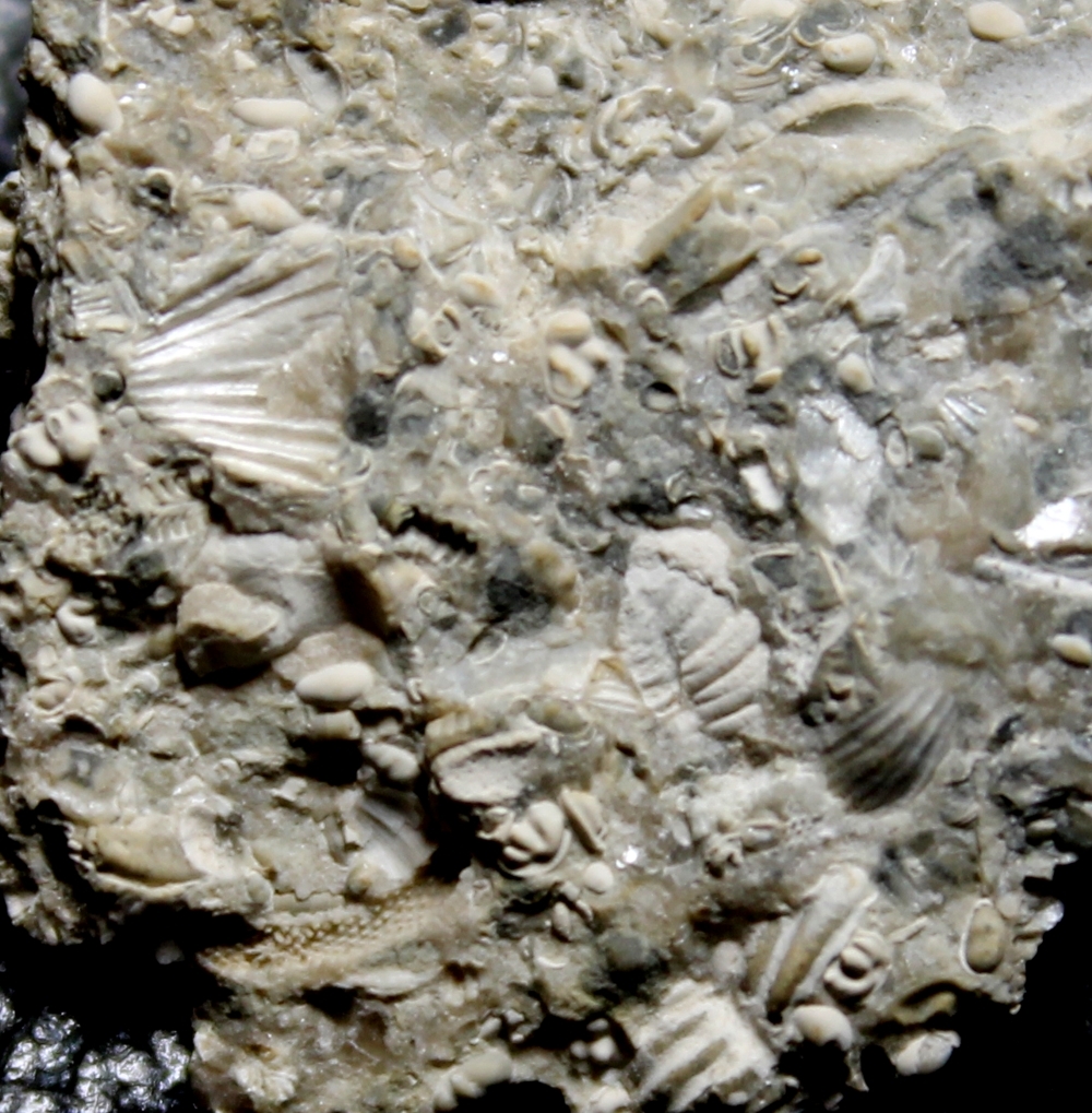 fossils ostracods