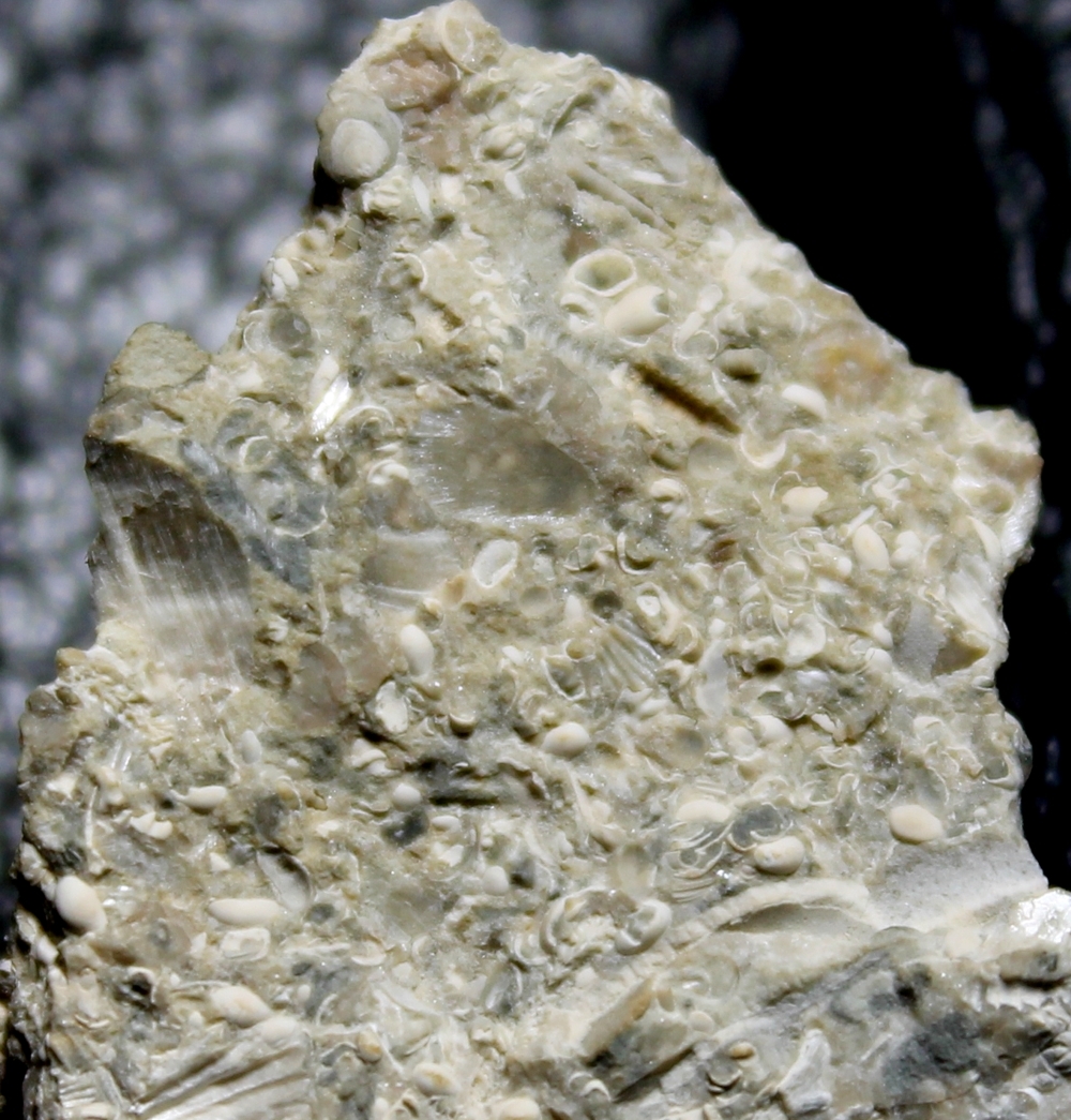 fossils seed shrimps