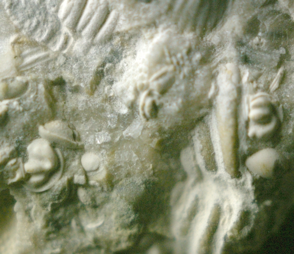 fossils ostracods