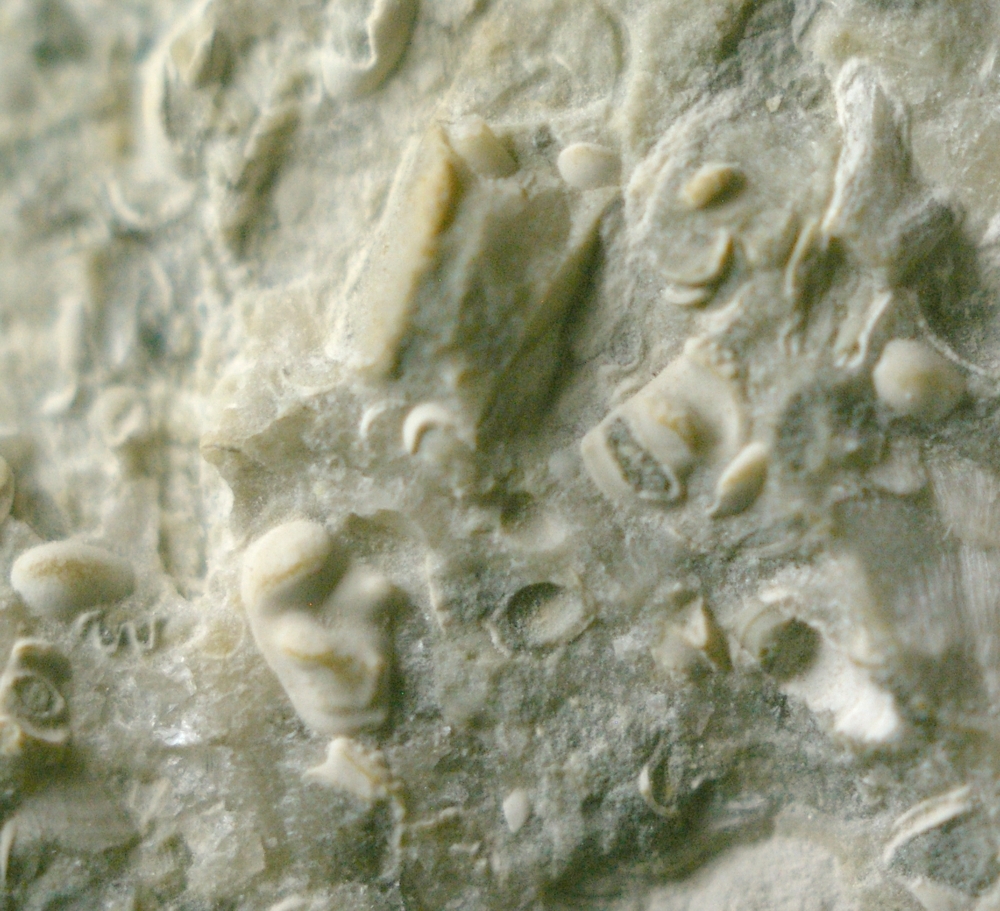 fossils ostracods