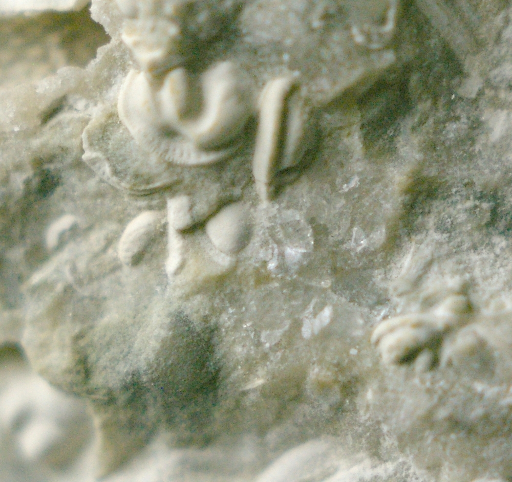 fossils ostracods