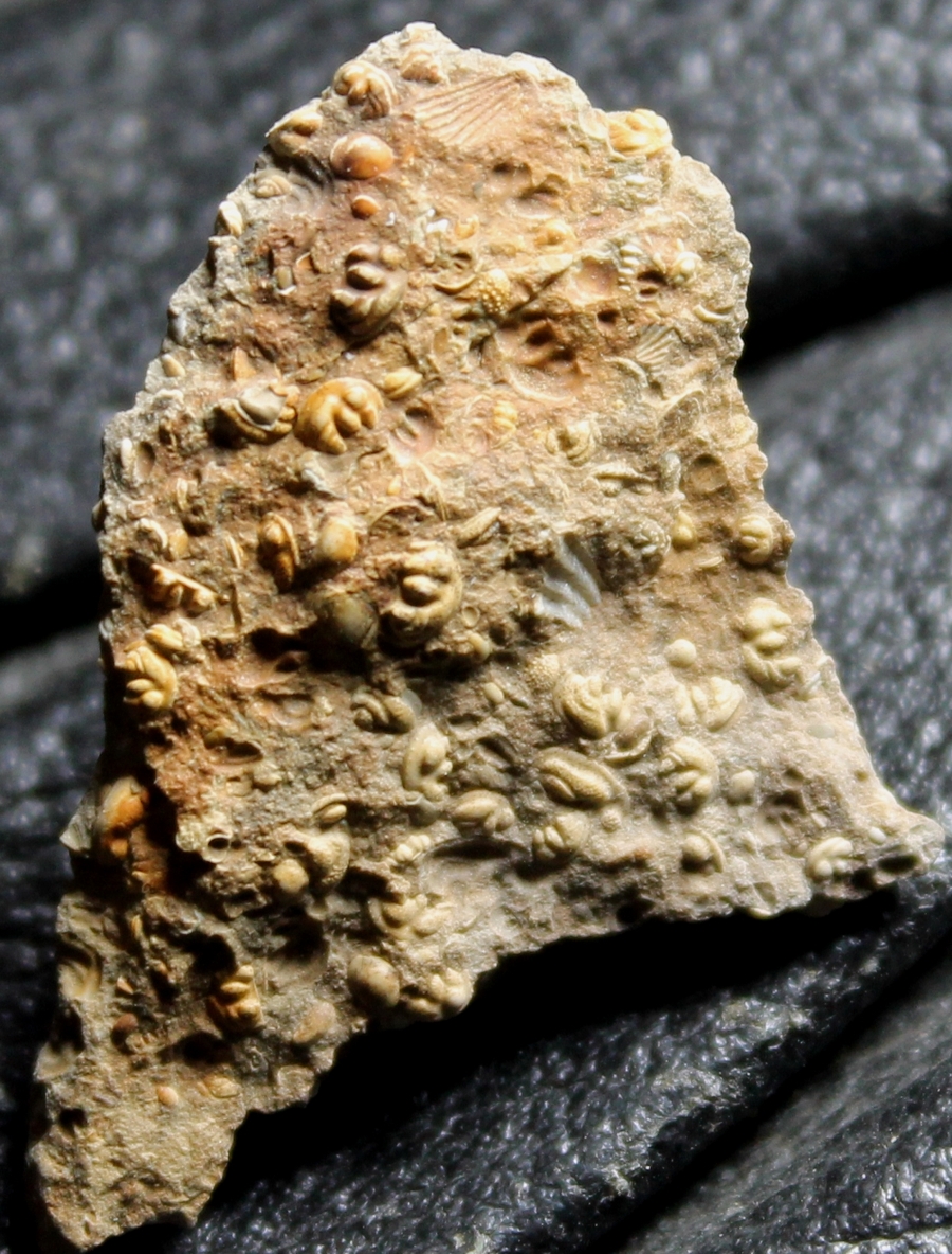 fossils seed shrimps