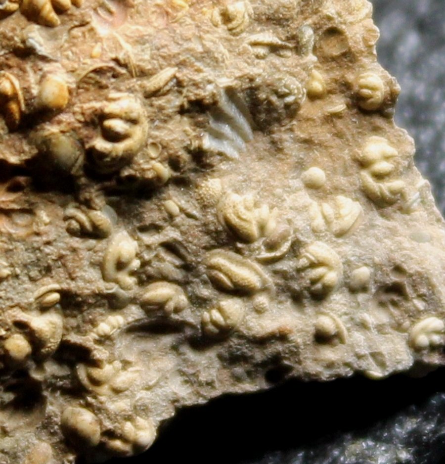 fossils ostracods