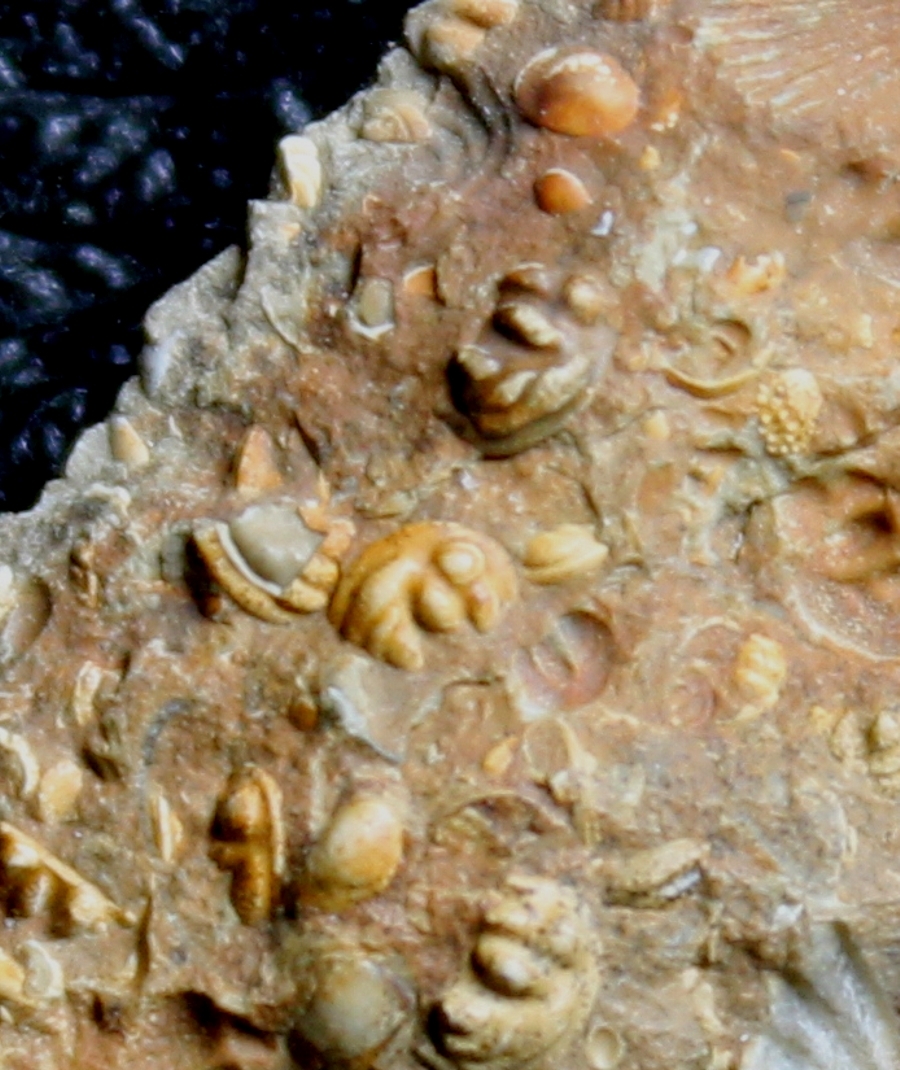 fossils seed shrimps