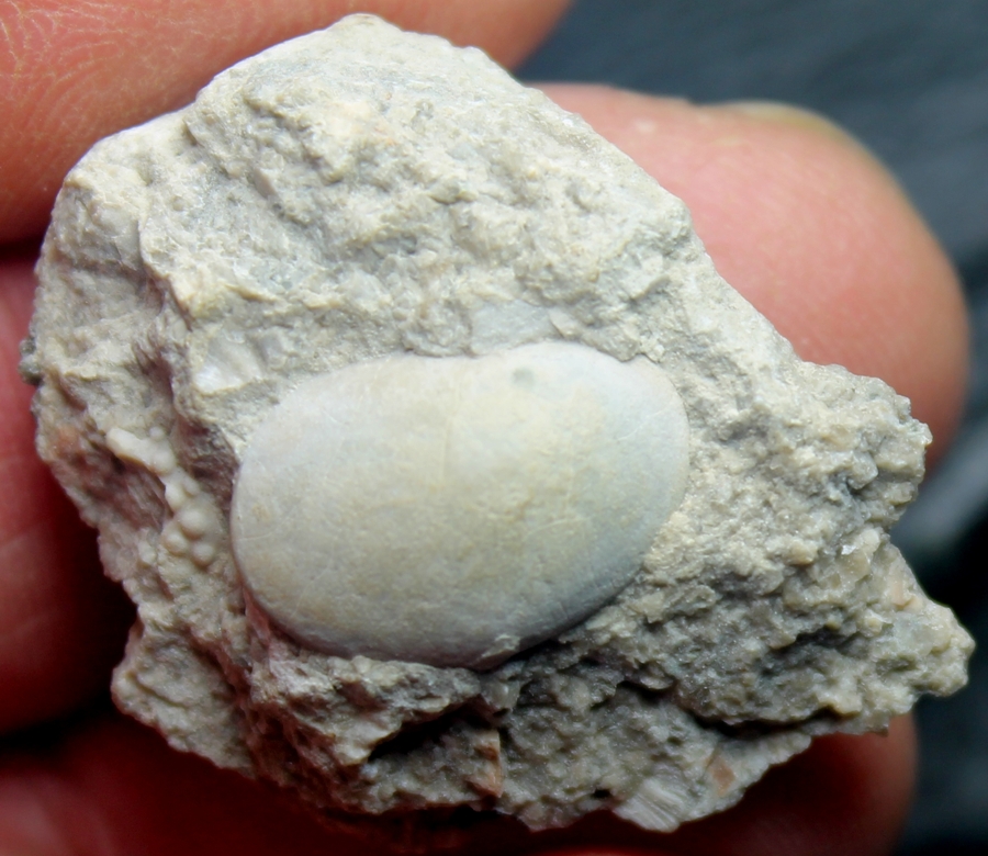 fossils seed shrimps