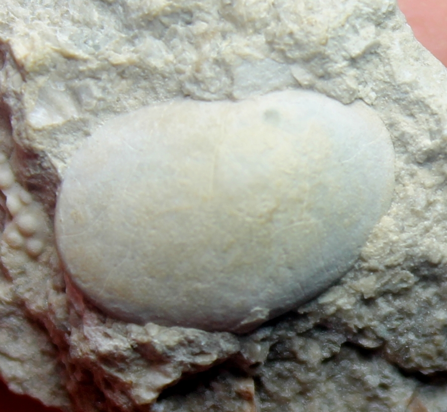 fossils ostracods