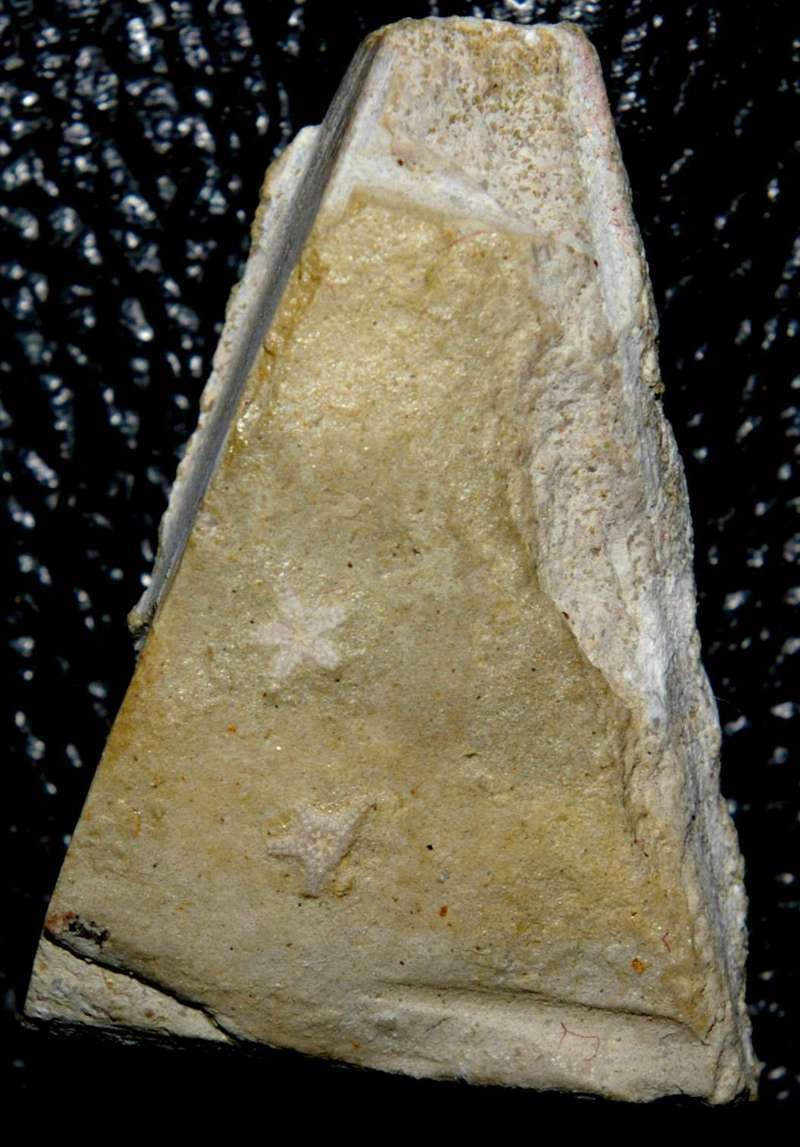  Aspiduriella similis