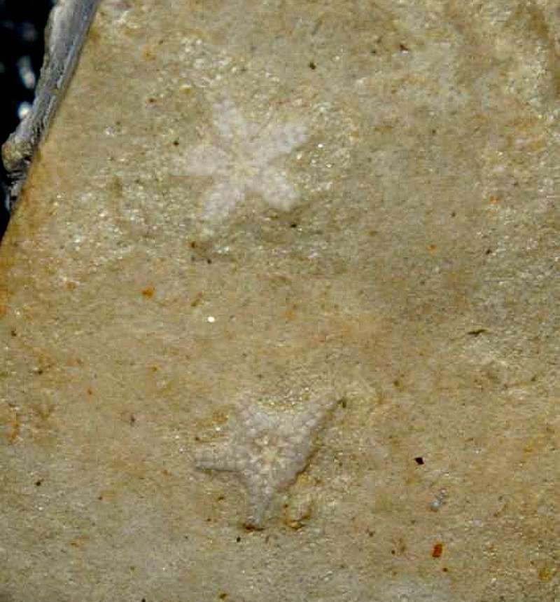 Fossil Starfish