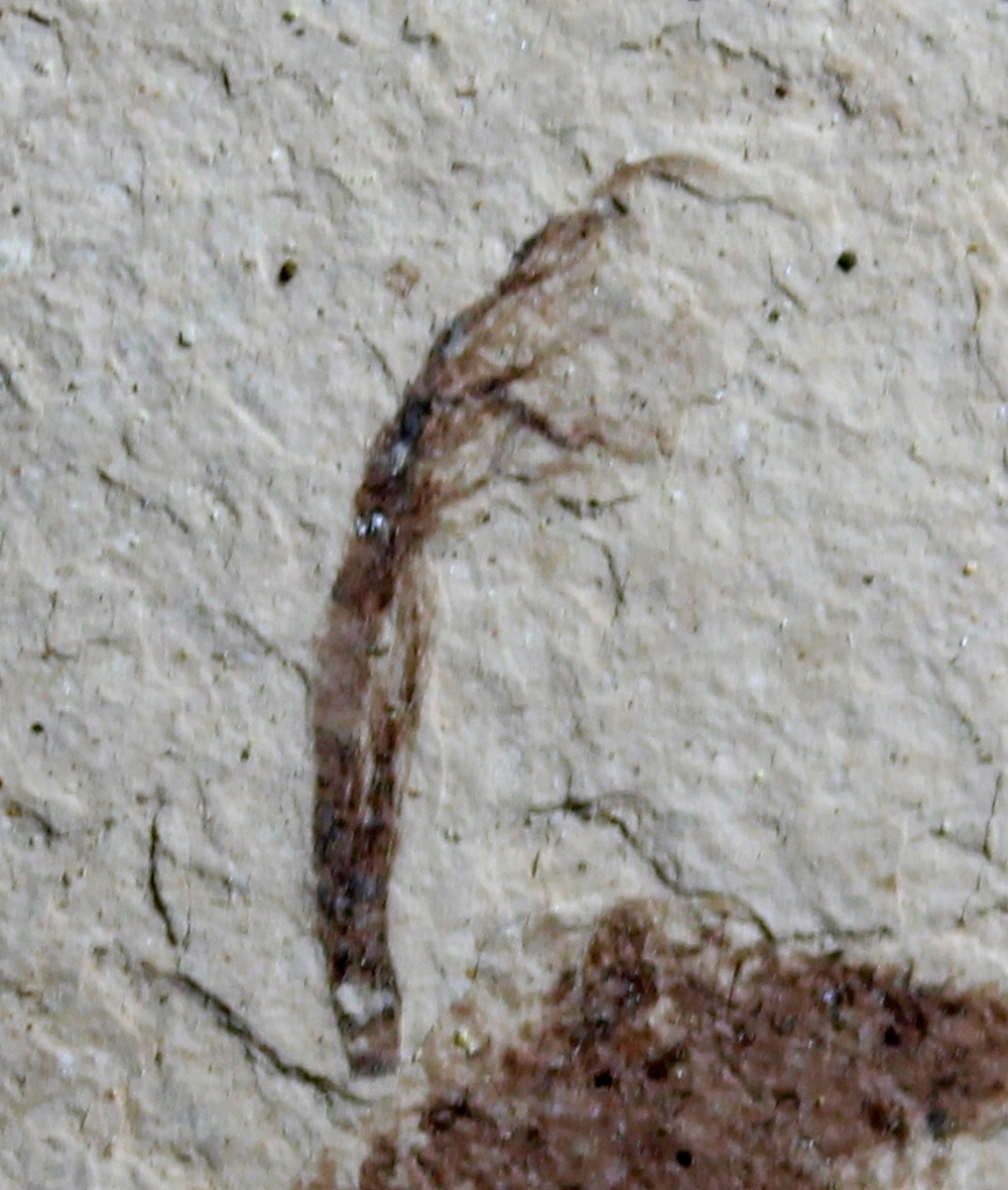 fossil bird feather