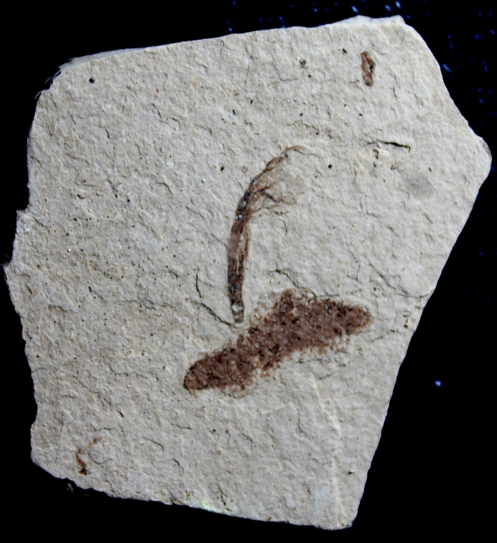 fossils bird feather