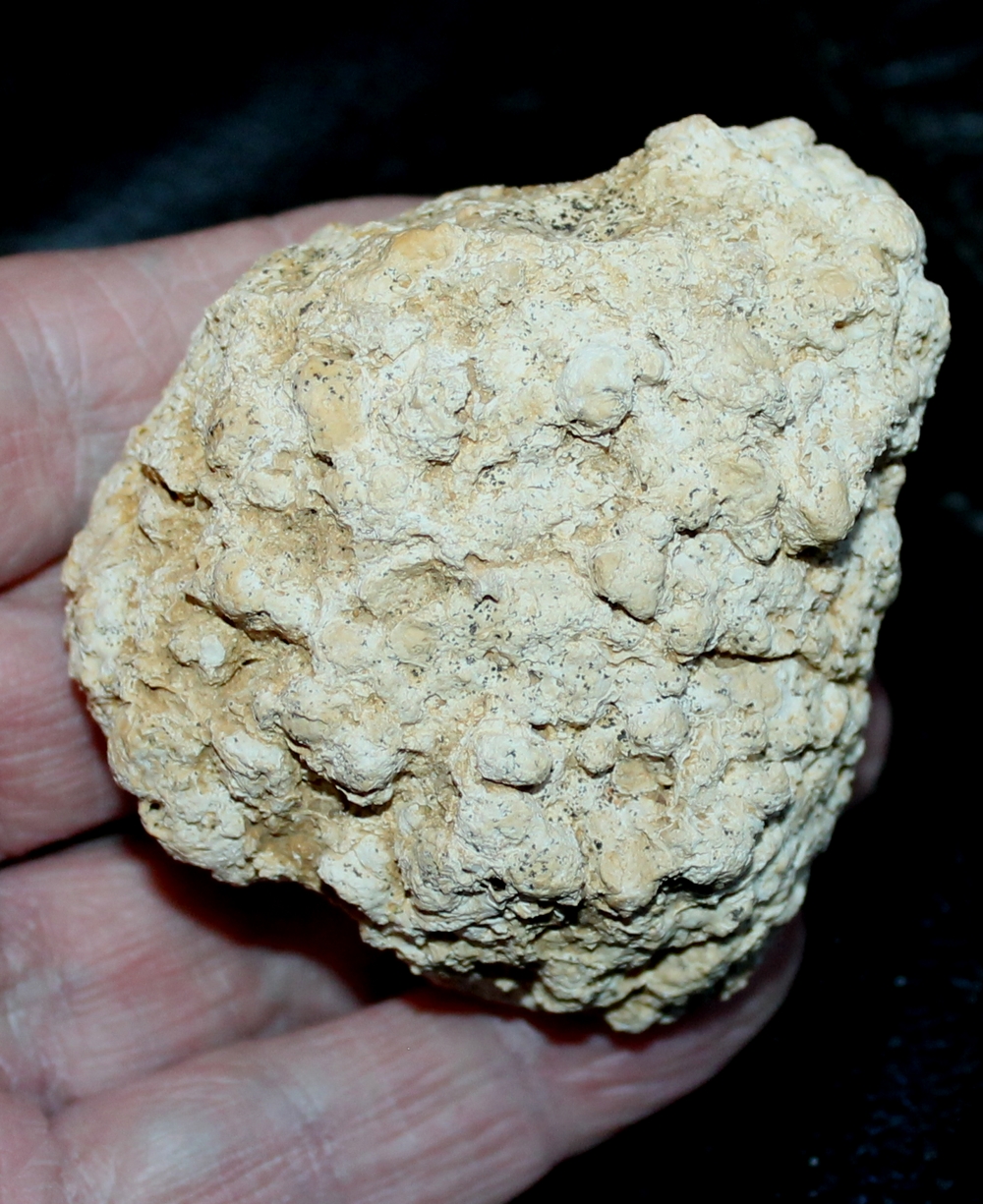 fossil Litothamnium