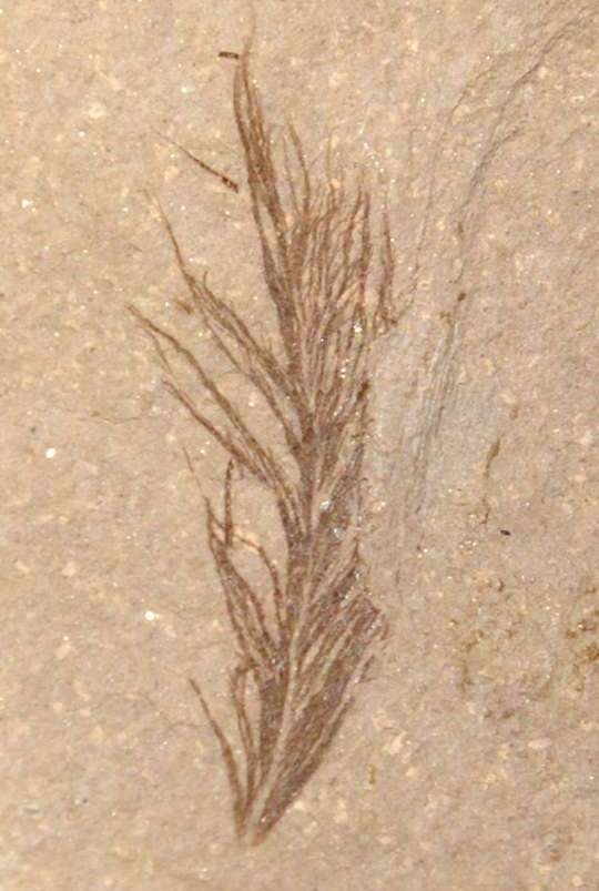 Fossil Bird Feather
