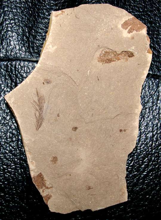 Fossil Bird Feathe