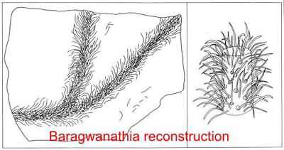 Baragwanathia 