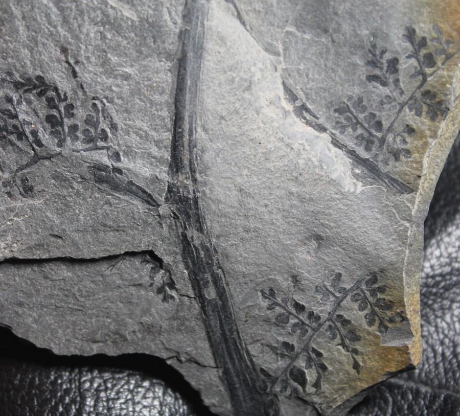 fossil tree fern
