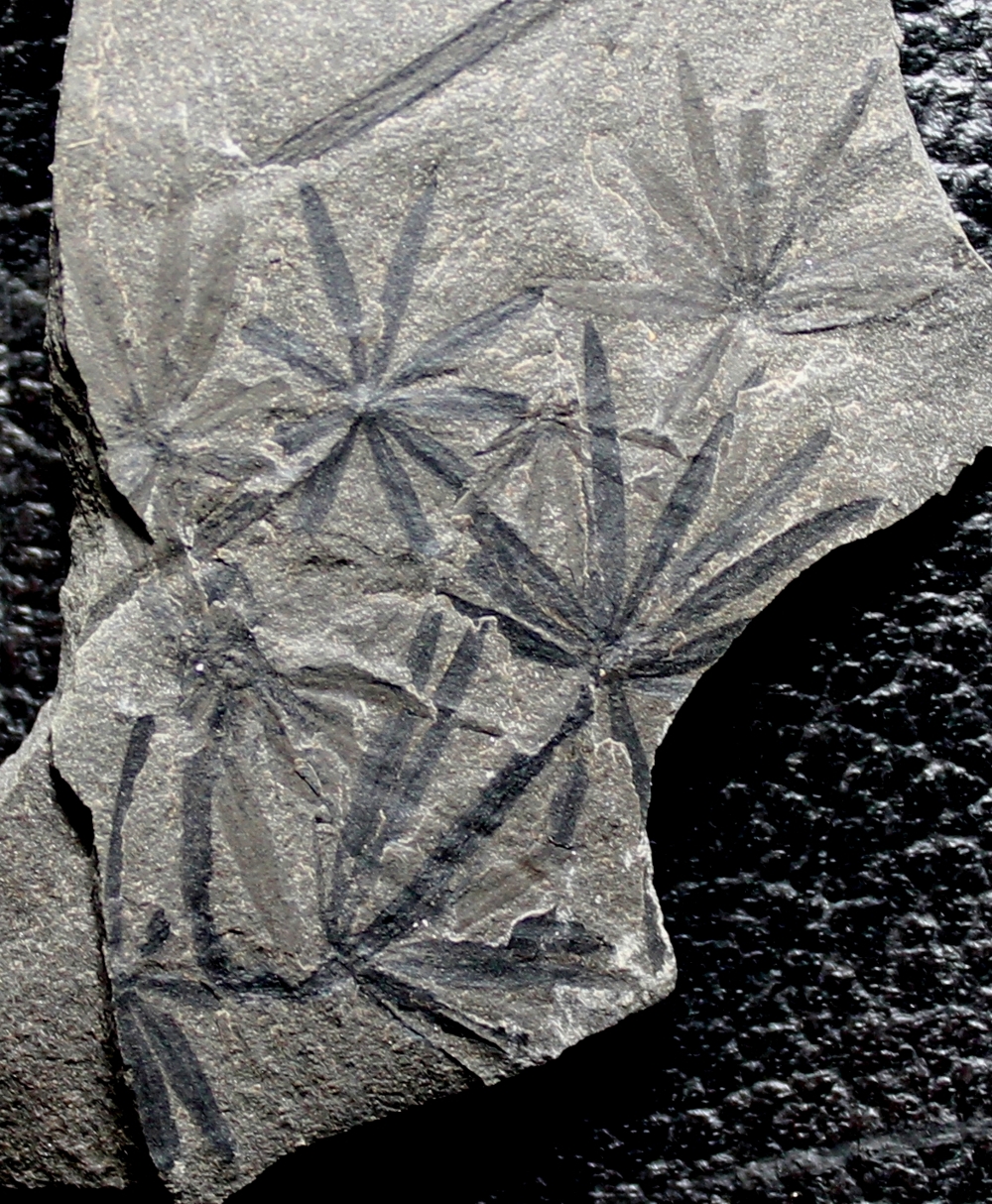Annularia radiata