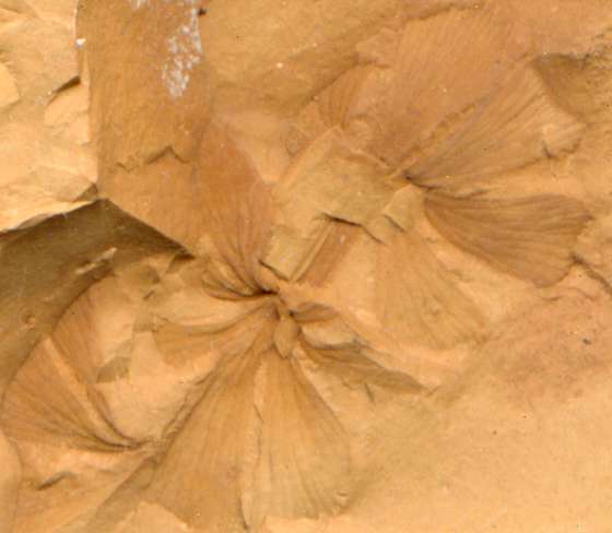 Sphenophyllum emarginatum