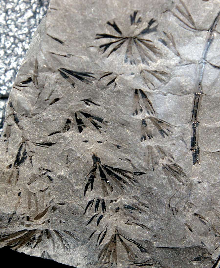 Sphenophyllum tenerrimum jpg.