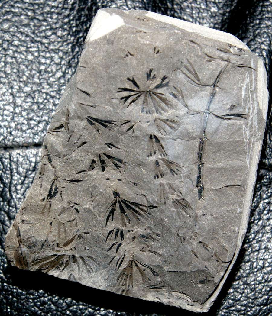 Carboniferous plant jpg.