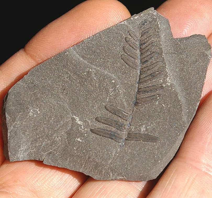 Neuropteris schlehani 
